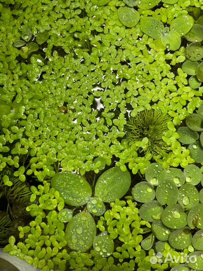 Растение «Пистия»