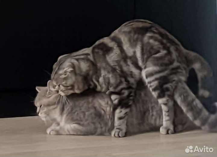 Шотландский вислоухий кот вязка