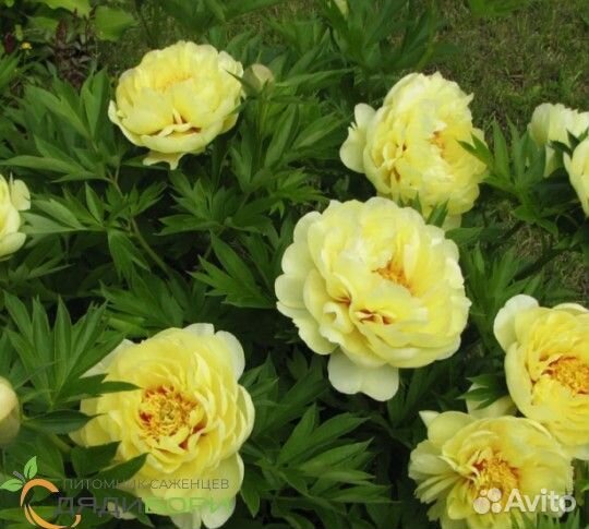 Пионы, гортензии и многое другое