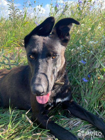 Отдам в добрые руки