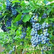 Голубика титаниум