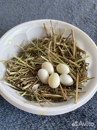 Зебровые амадины