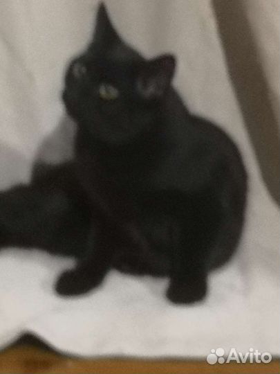 Кот в добрые руки