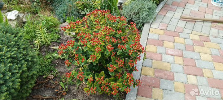 Юкка вариегатная садовая, зверобой декоративный