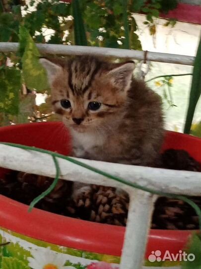 Котята в дар бесплатно