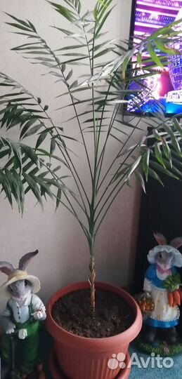 Финиковая пальма