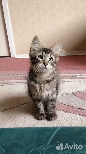 Котенок с пушистыми ушами ищет дом