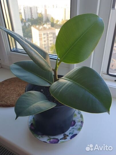 Фикус каучуконосный