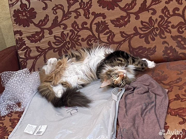 Мейн-кун в добрые руки