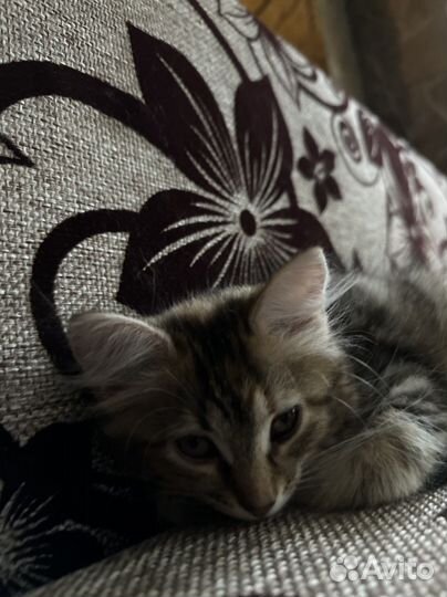 Ласковая малышка