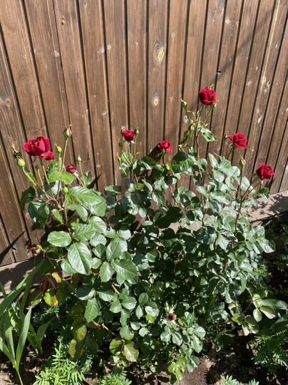 Дом 108 м² на участке 6 сот.