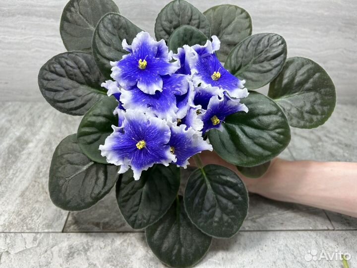 Цветущие фиалки