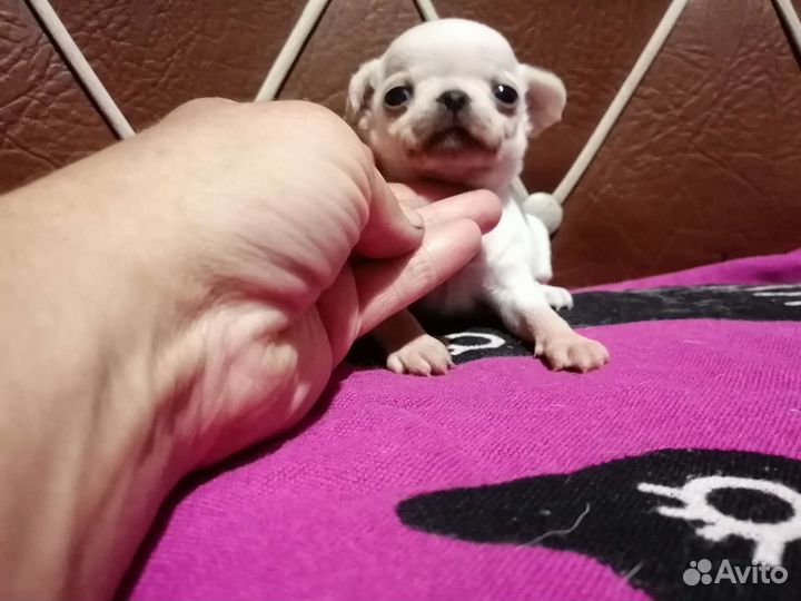 Чихуахуа девочка