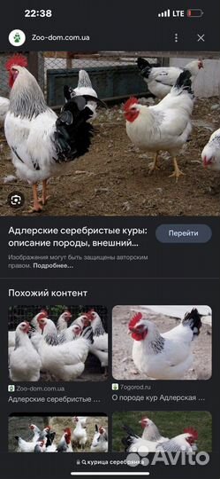 Курицы серебрянка