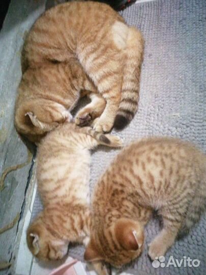 Кошка