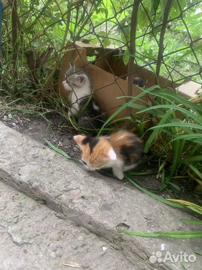 Котята в добрые руки бесплатно