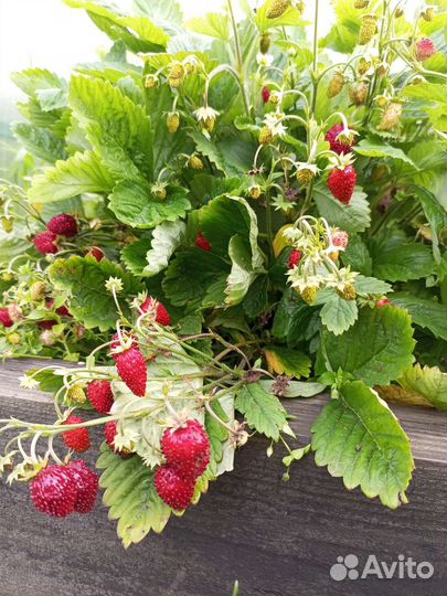Рассада земляники садовой