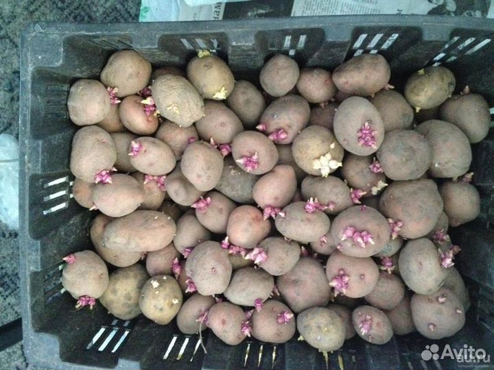 Картофель на рассаду