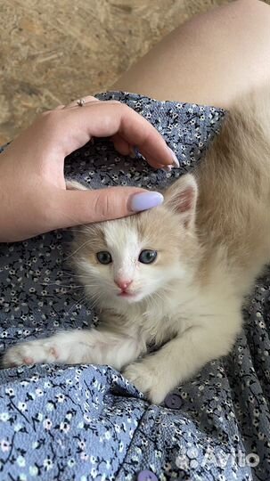 Котенок