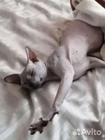 Донской сфинкс вязка