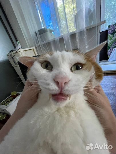 Талисман Семён