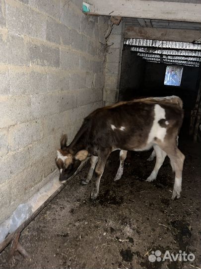 Телята пародистые семиталки 2, местныее 2