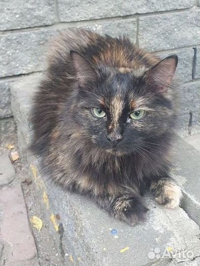 Кошечки ищут дом