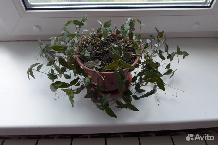 Традесканция приречная