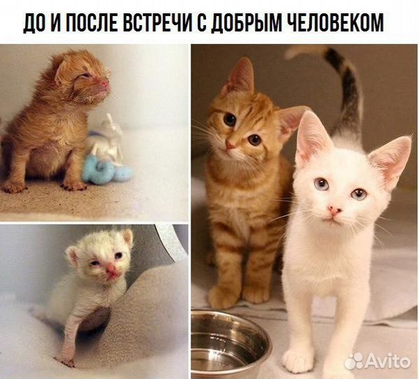 Разные кошки и коты ищут дом