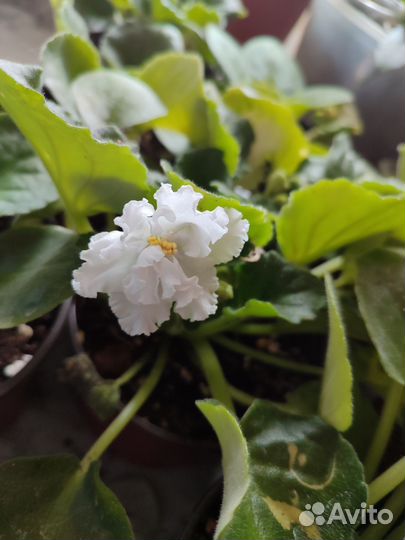 Фиалка белая махровая