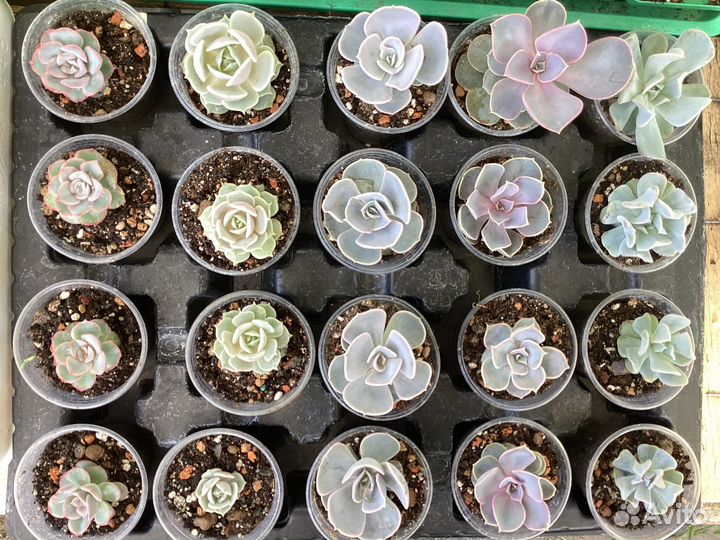 Суккуленты для флорариума