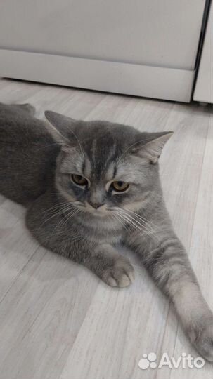Кот шотландец