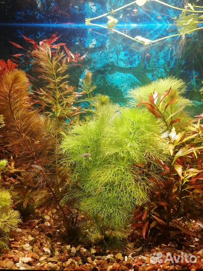 Аквариумные растения набор