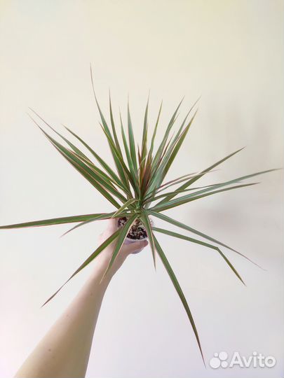 Драцена маргината вар. 