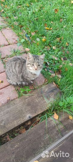 Милый котик 4 месяца