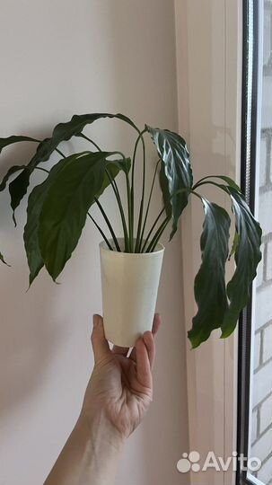 Спатифиллум