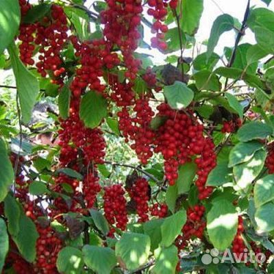 Лимонник китайский