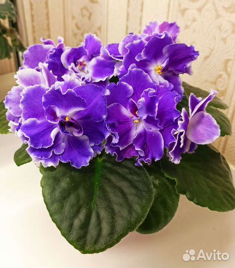 Фиалка - детки