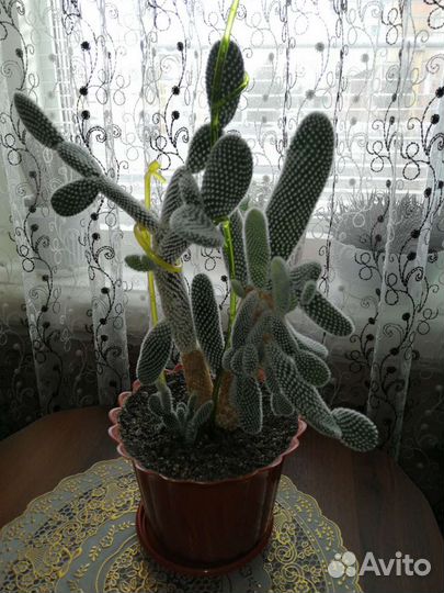 Кактус
