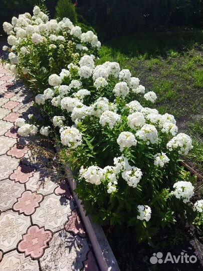 Флоксы сортовые