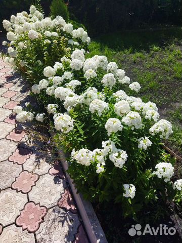 Флоксы сортовые