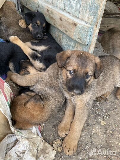 Отдам в добрые руки