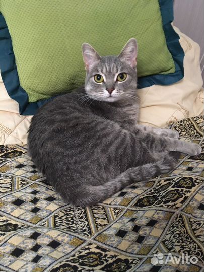 Кошка в дар