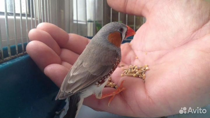 Амадин мальчик