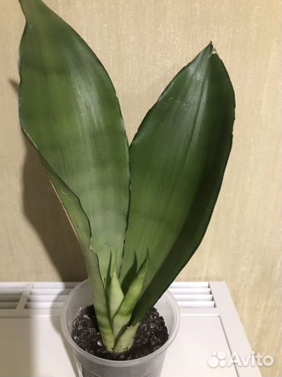 Сансевиерия (комнатные растения)