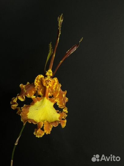 Психопсис psychopsis mariposa green valley