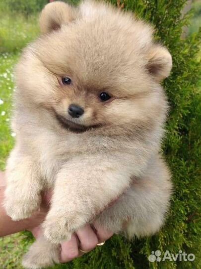 Померанский шпиц. Вязка