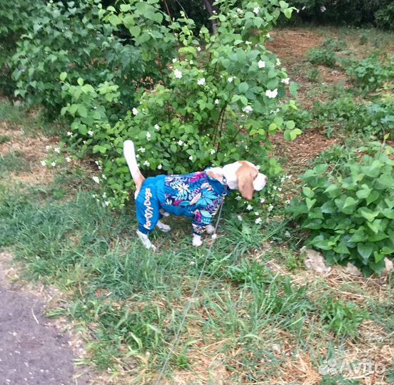 Дождевик для средней собаки. For my dogs