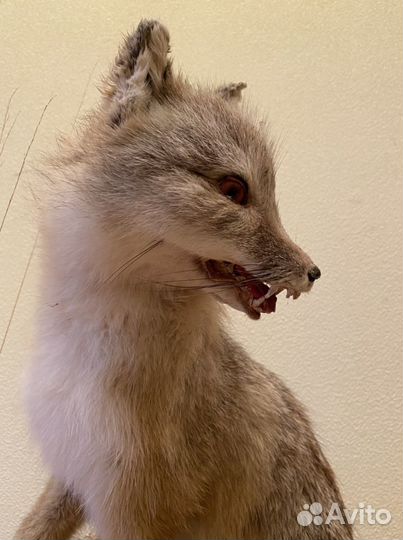 Чучело лисы