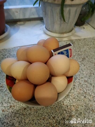 Яйца домашние